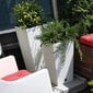 Lillepottide komplekt Botle, ruudukujulist rotangist, Kõrgus 55 + 61 + 75 cm Mokka, 3 tk hind ja info | Dekoratiivsed lillepotid | kaup24.ee