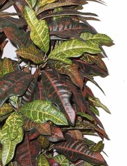 Искусственное растение Croton, 170см цена и информация | Искусственные цветы | kaup24.ee