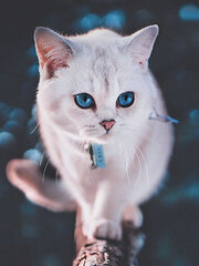 Teemantmosaiigi komplekt 30x40 cm. "Blue-eyed fluffy kitten" цена и информация | Алмазная мозаика | kaup24.ee