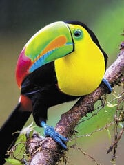 Алмазная мозаика 30x40 cm.  "Rainbow toucan" цена и информация | Алмазная мозаика | kaup24.ee