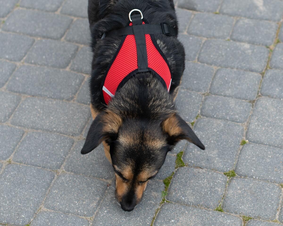 Traksid koertele + jalutusrihm, 33 cm hind ja info | Kaelarihmad ja traksid koertele | kaup24.ee