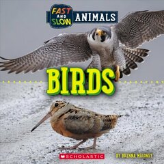 Fast and Slow: Birds (Wild World) цена и информация | Книги для подростков и молодежи | kaup24.ee