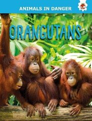 Orangutans: Animals In Danger цена и информация | Книги для подростков и молодежи | kaup24.ee