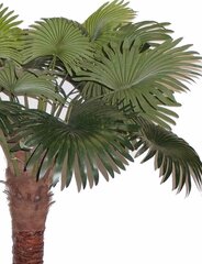 Искусственное растение «Пальма», 200 см цена и информация | Искусственные цветы | kaup24.ee