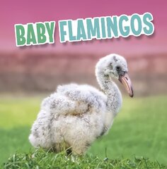 Baby Flamingos цена и информация | Книги для подростков и молодежи | kaup24.ee