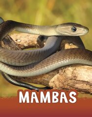 Mambas hind ja info | Noortekirjandus | kaup24.ee