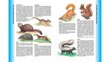 Большая энциклопедия животных цена и информация | Laste õpikud | kaup24.ee