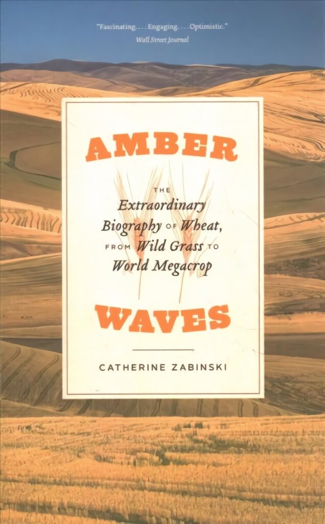 Amber Waves: The Extraordinary Biography of Wheat, from Wild Grass to World Megacrop hind ja info | Majandusalased raamatud | kaup24.ee