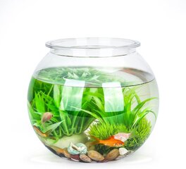 Стеклянный аквариум для цветов и рыб Nobleza, 20 см цена и информация | Аквариумы и оборудование | kaup24.ee