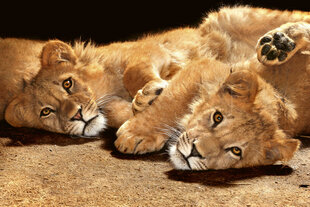 Фотообои - Маленькие львы 375х250 см цена и информация | Фотообои | kaup24.ee
