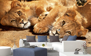 Фотообои - Маленькие львы 375х250 см цена и информация | Фотообои | kaup24.ee