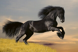 Фотообои - Черная лошадь 375x250 см цена и информация | Фотообои | kaup24.ee