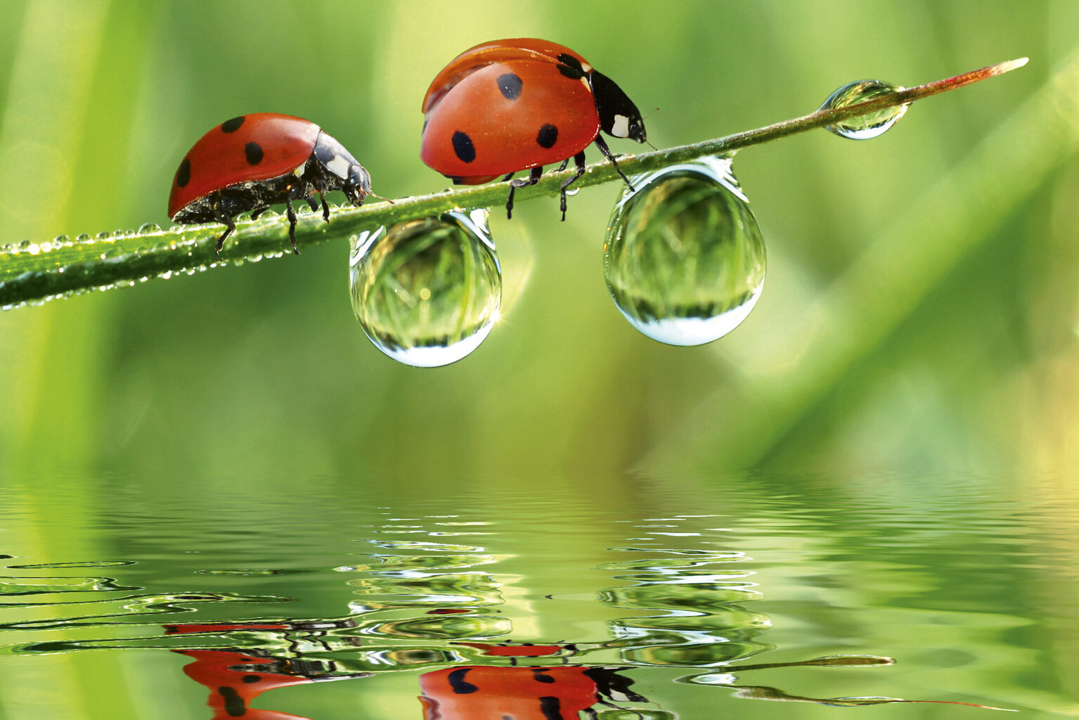 Fototapeet - Ladybugs 375x250 cm цена и информация | Fototapeedid | kaup24.ee