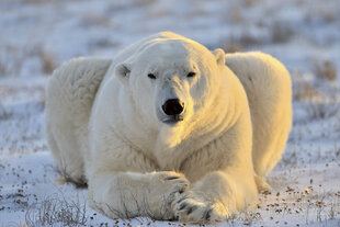 Фотообои - Белый медведь 375х250 см цена и информация | Фотообои | kaup24.ee