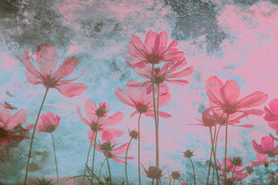 Фотообои - Розовые цветы 375x250 см цена и информация | Фотообои | kaup24.ee