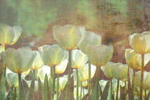 Фотообои - Элегантные белые тюльпаны 375x250 см цена и информация | Фотообои | kaup24.ee