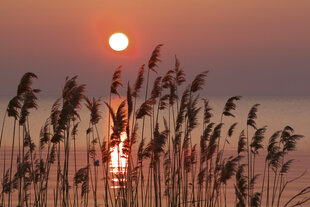 Fototapeet - Scirpus 375x250 cm hind ja info | Fototapeedid | kaup24.ee