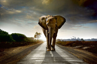 Фотообои - Слон на дороге 375х250 см цена и информация | Фотообои | kaup24.ee