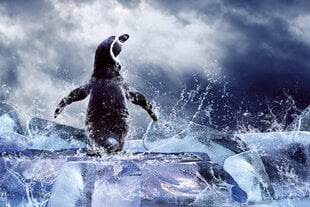 Fototapeet - Pingviin 375x250 cm hind ja info | Fototapeedid | kaup24.ee
