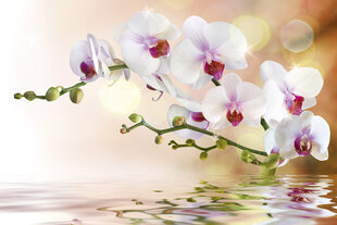 Fototapeet - Valge orhidee 375x250 cm цена и информация | Фотообои | kaup24.ee