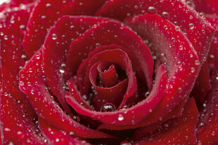 Fototapeet - Punane roos 375x250 cm hind ja info | Fototapeedid | kaup24.ee