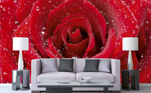 Фотообои - Красная роза 375х250 см цена и информация | Фотообои | kaup24.ee