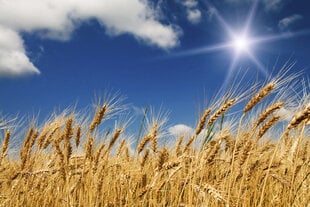 Фотообои - Пшеничное поле 375x250 см цена и информация | Фотообои | kaup24.ee