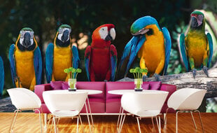 Fototapeet - Mitmevärvilised papagoid 375x250 cm hind ja info | Fototapeedid | kaup24.ee
