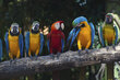 Fototapeet - Mitmevärvilised papagoid 375x250 cm цена и информация | Fototapeedid | kaup24.ee
