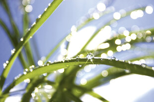 Фотообои - Утренняя роса на траве 375x250 см цена и информация | Фотообои | kaup24.ee