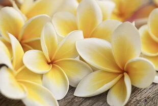 Fototapeet - Plumeria 375x250 cm hind ja info | Fototapeedid | kaup24.ee