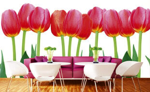 Фотообои - Красные тюльпаны на белом фоне 375x250 см цена и информация | Фотообои | kaup24.ee