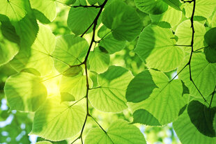 Фотообои - Зеленые листья 375x250 см цена и информация | Фотообои | kaup24.ee