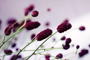 Fototapeet - Violett lill 375x250 cm hind ja info | Fototapeedid | kaup24.ee