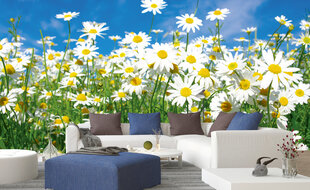 Fototapeet - Daisies 375x250 cm hind ja info | Fototapeedid | kaup24.ee