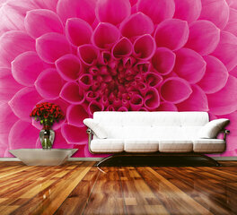 Fototapeet - Roosa dahlia 375x250 cm hind ja info | Fototapeedid | kaup24.ee