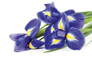 Fototapeet - Iiris 375x250 cm цена и информация | Фотообои | kaup24.ee