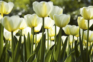 Фотообои - Белые тюльпаны 375x250 см цена и информация | Фотообои | kaup24.ee