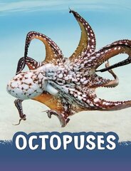 Octopuses hind ja info | Noortekirjandus | kaup24.ee