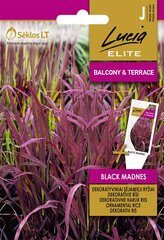 Dekoratiivne Harlik Riis Black Madnes цена и информация | Семена цветов | kaup24.ee