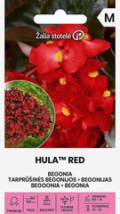 Begoonia Hula™ Red цена и информация | Зайцехвост яйцевидный | kaup24.ee