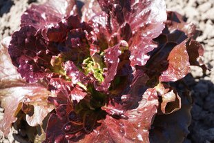 Salat Florinred цена и информация | Семена овощей, ягод | kaup24.ee