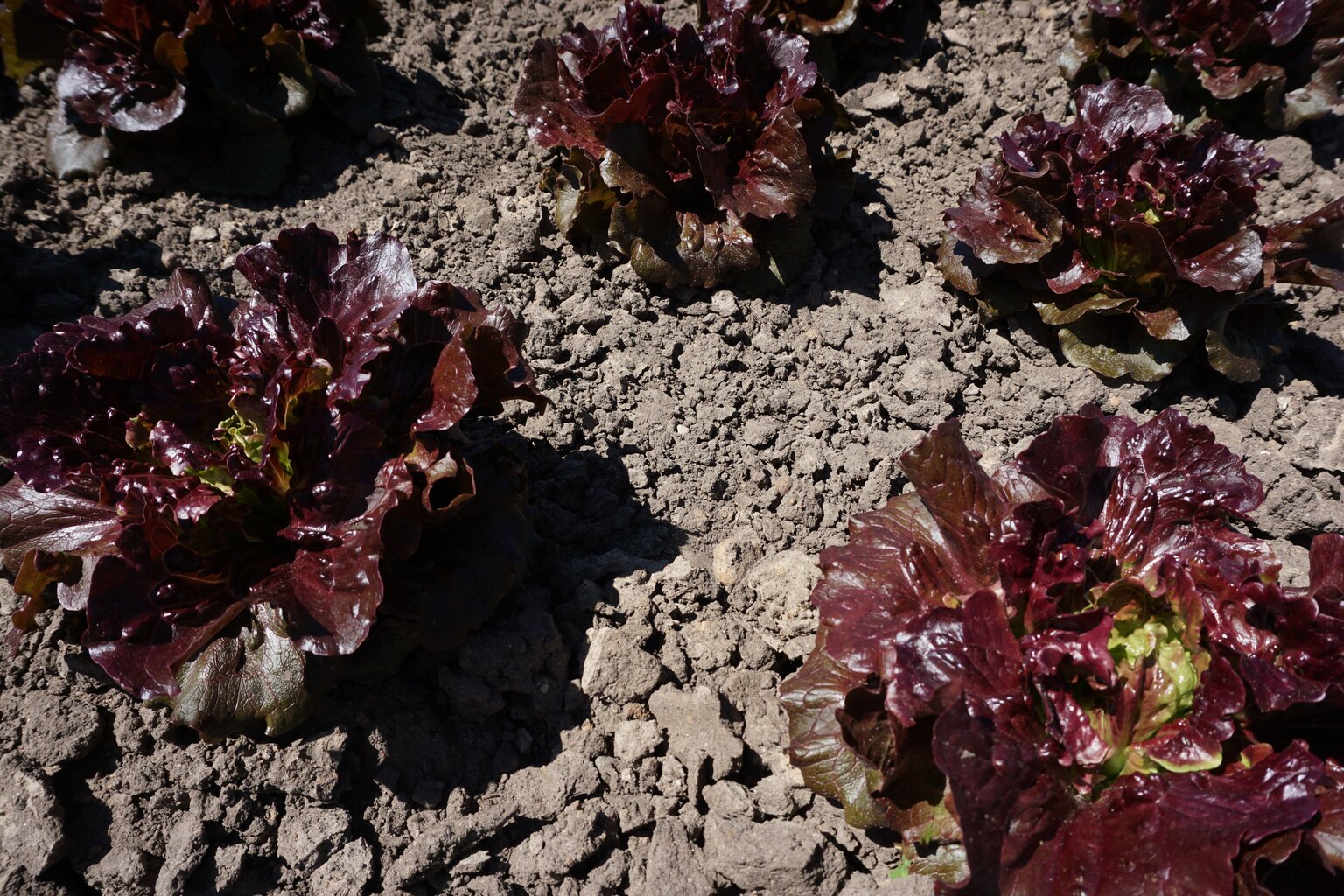 Salat Florinred hind ja info | Köögivilja-, marjaseemned | kaup24.ee