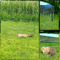 Lionto kaitseaed väikeloomadele, kõrgus 58 cm hind ja info | Dresseerimise vahendid koertele | kaup24.ee