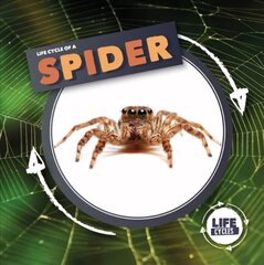 Life Cycle Of A Spider hind ja info | Noortekirjandus | kaup24.ee