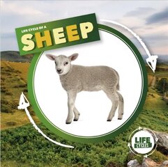 Life Cycle of a Sheep hind ja info | Noortekirjandus | kaup24.ee