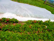 Külmumisvastane agrokile 1.6 x10 m, 35 g/m2 hind ja info | Aiatööriistad | kaup24.ee