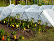 Külmumisvastane agrokile 2.1 x10 m, 35 g/m2 hind ja info | Aiatööriistad | kaup24.ee