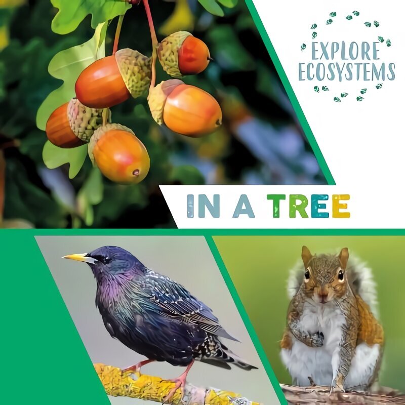 Explore Ecosystems: In a Tree Illustrated edition цена и информация | Noortekirjandus | kaup24.ee