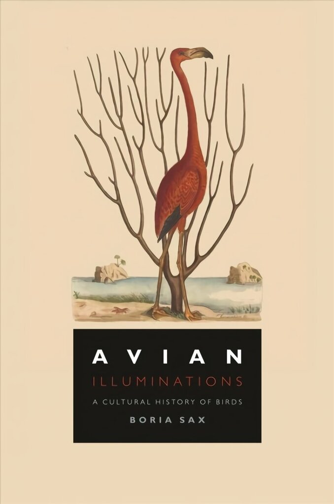 Avian Illuminations: A Cultural History of Birds цена и информация | Laste õpikud | kaup24.ee